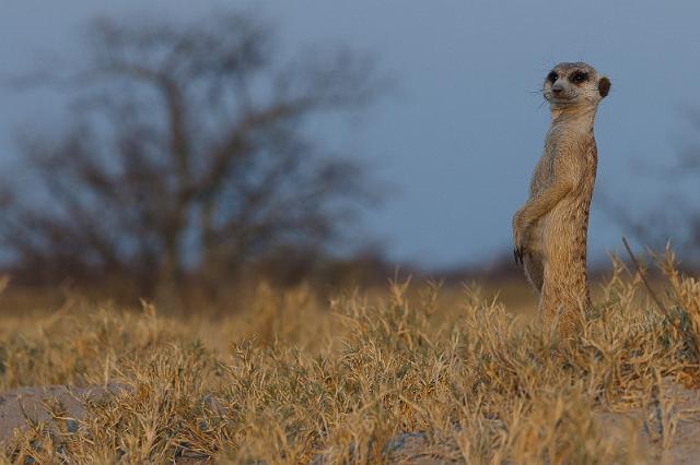 285 Kalahari woestijn, stokstaartje.jpg